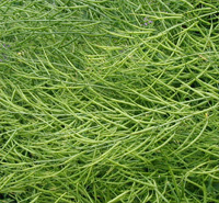 ichiban_seeds