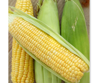 ichiban_seeds